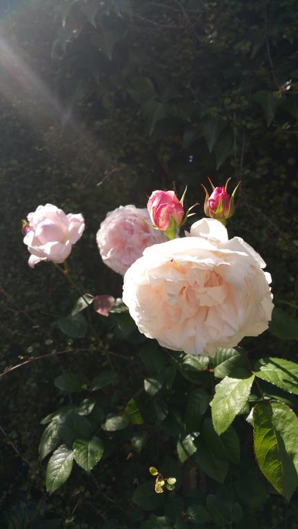 Mornington Bed & Breakfast 외부 사진